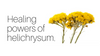 Healing power of helichrysum.