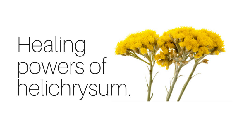 Healing power of helichrysum.