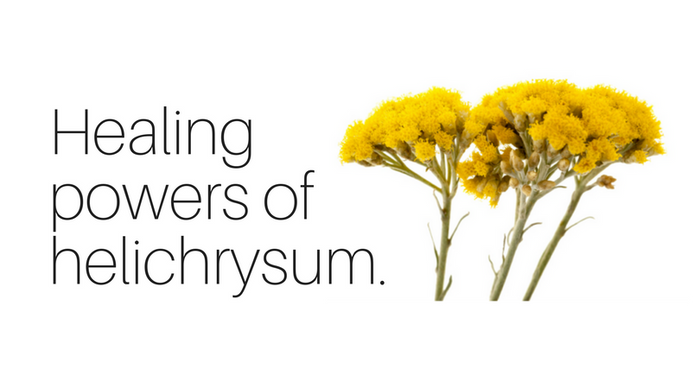Healing power of helichrysum.